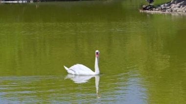 Yeşil Renkli Gölde Yüzen Beyaz Yalnız Kuğu Su Görüntüsü.