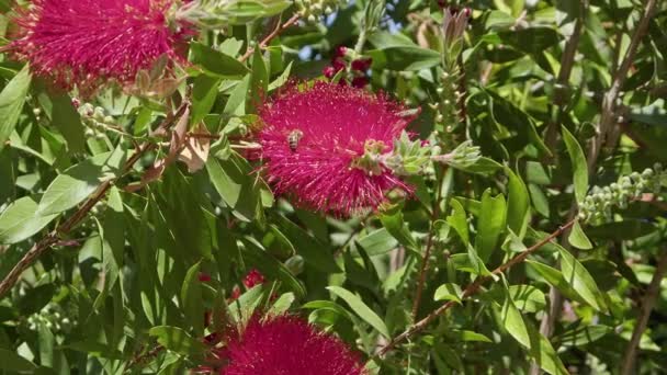 Close Honey Bees Collecting Pollen Summer Red Callistemon Citrinus Flower — Αρχείο Βίντεο