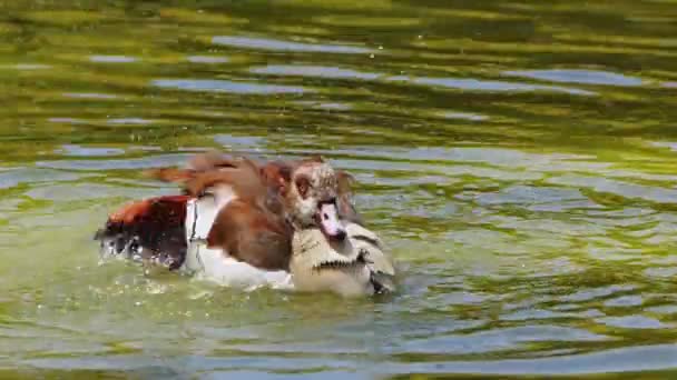 Brown Duck Bathing Grooming Green Lake Footage — Αρχείο Βίντεο