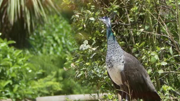 Mooie Kleurrijke Peacock Hoog Het Park Beelden — Stockvideo