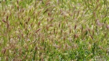 Sazlık Alanı Sarıya Dönüyor