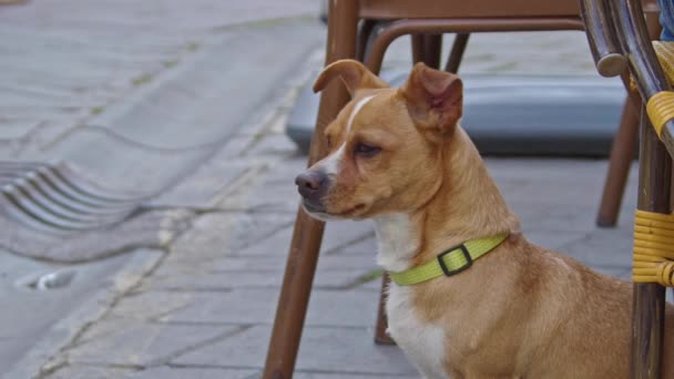 Little Curious Cute Rat Terrier Dog Pie Piso Hormigón Mirando — Vídeos de Stock