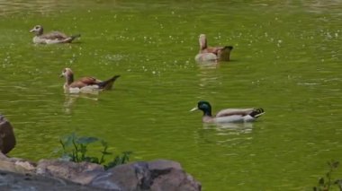 Yeşil Göl kıyısında yüzen ördek sürüsü