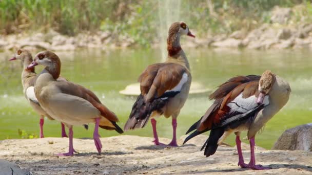 Wandering Whistling Ducks Resting Standing Green Lake Shore — Stock Video