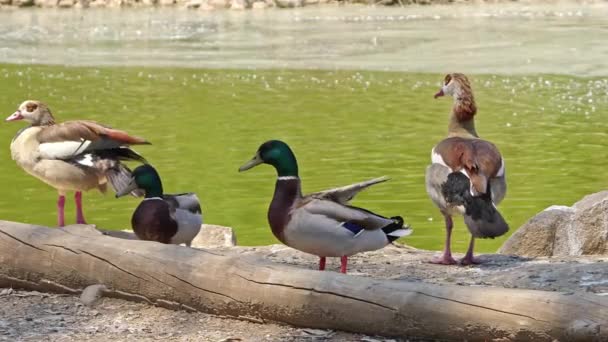 Patos Descansando Costa Lago Verde — Vídeo de Stock