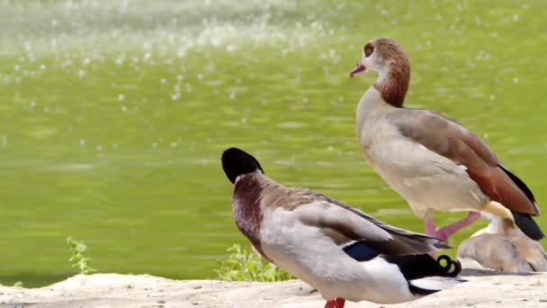 Ducks Resting Standing Green Lake Shore — Stock Video