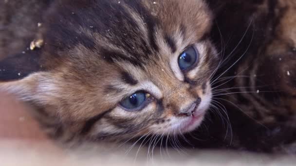 Very Little Tabby Kitten Looking Camera Footage — Video Stock