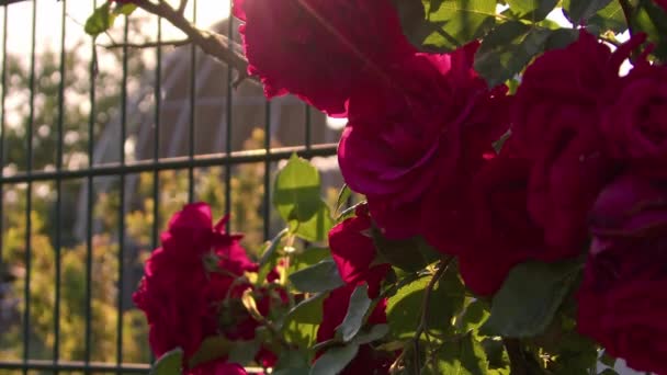 Czerwony Bluszcz Róże Pobliżu Religijne Kopuły Wideo — Wideo stockowe