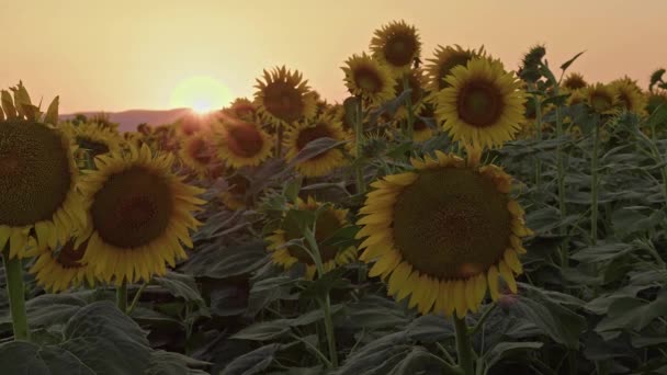 Sunflowers Field Warm Sunset Sunlight Footage — Stock video