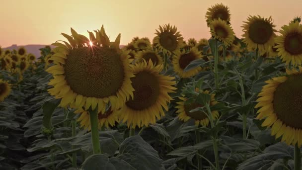 Girasoles Campo Agrícola Atardecer — Vídeo de stock