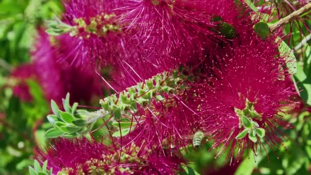 Abejas Trabajando Para Miel Rodaje Flores Rojas — Vídeos de Stock