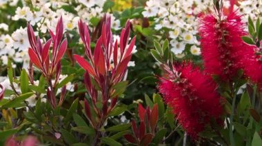 Mevsimlik Yaz Callistemon Citrinus Çiçeği