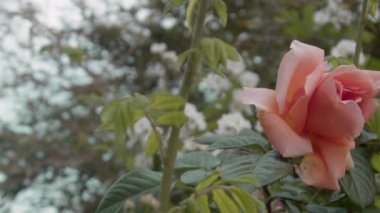 Garden 'da Güzel Portakal Gülü.