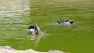 Yeşil Göl 'de yüzen Yaban Ördekleri.