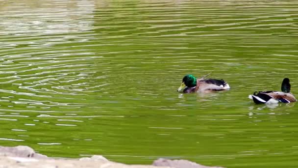 Mallard Wilde Eenden Bruidegom Drijvend Green Lake Beelden — Stockvideo