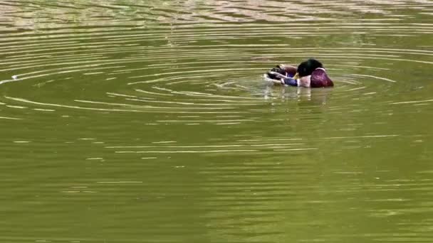 Mallard Wild Duck Τρόμαξε Όταν Συνάντησε Έναν Μαύρο Κύκνο Μεγαλώνει — Αρχείο Βίντεο