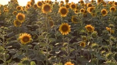Güneşin sıcacık günbatımında ve rüzgarda ayçiçeği tarlası.