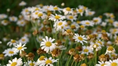 Dans Eden Papatyalar Rüzgarda Dalgalanıyor.