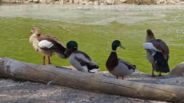 Duck Flock Odpoczynek Nad Jeziorem Nagranie — Wideo stockowe