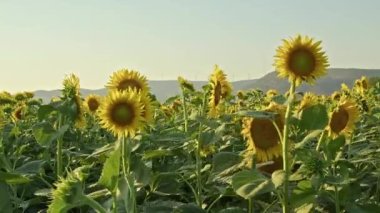 Rüzgâr türbinleri bir dağ tarlasında Şiddetli bir fırtına ile Ayçiçeği arka planında.