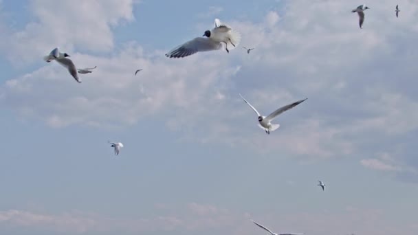 Flock Black Headed Seagulls Flying Cloudy Sky Footage — Stock Video