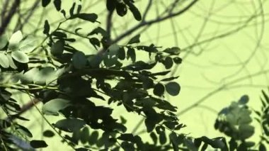 Rüzgarda Sallanan Yeşil Ağaç Yaz Manzarası.