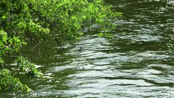 一棵枝干叠置在河边的树 — 图库视频影像