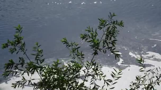 Eucalyptus Vert Balançant Dans Vent Paysage Été — Video