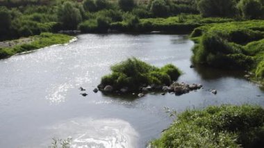 Rüzgarda Sallanan Yeşil Ağaç Yaz Manzarası.