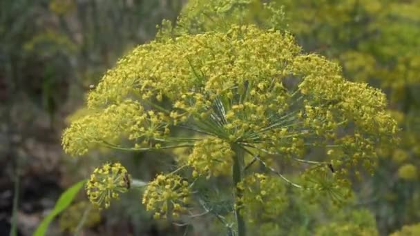 Gula Växter Blommor Och Bin Sommaren Bilder — Stockvideo