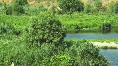 Rüzgarda sallanan Yeşil Ağaç Yaz manzarası 