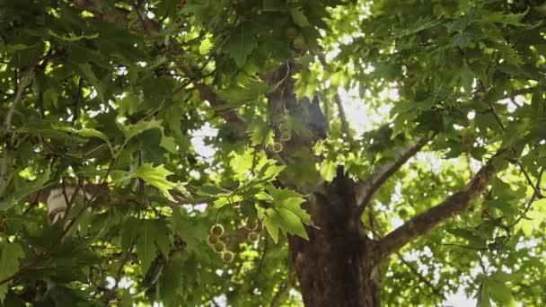 Luces Sol Brillantes Filtrándose Través Ramas Hoja Verde — Vídeos de Stock