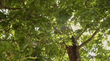 Ağaçların ve yaprakların arasından süzülen güneş ışığı Yazın rüzgarda sallanıyor