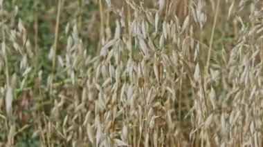 Kurutulmuş Bitki Yaz Çekimlerinde Rüzgarda Sallanıyor.