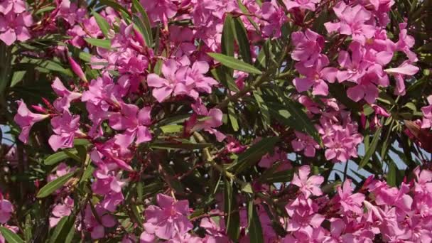Czerwony Fioletowy Oleander Nerium Drzewo Swinging Wind Letnim Nagraniu — Wideo stockowe