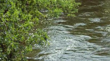 Yazın nehirde dalları sarkan bir ağaç.