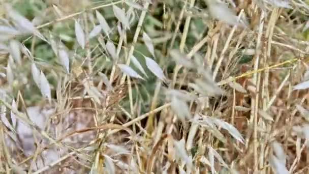 Dried Plant Swinging Wind Summer Footage — Stock Video