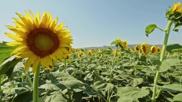 Starka Vindar Ett Fält Mogna Solrosor — Stockvideo