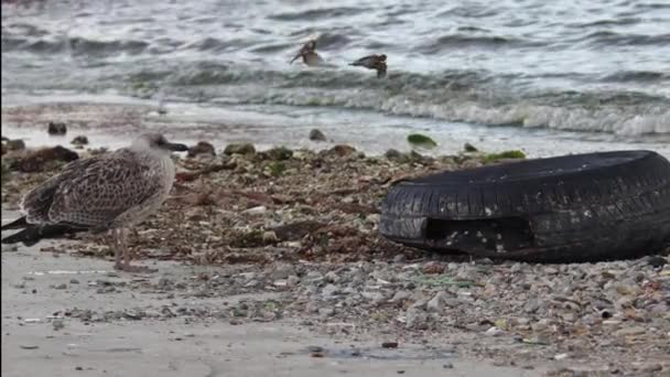 Seagull Μωρό Και Ζευγάρι Σπουργίτι Στην Παραλία — Αρχείο Βίντεο