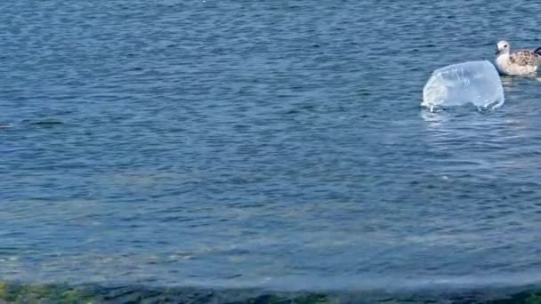 Möwe Steckt Plastiktüte Fest Während Sie Meer Treibt — Stockvideo
