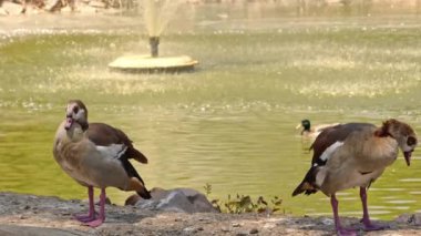 Kahverengi ördekler Lakeshore 'da