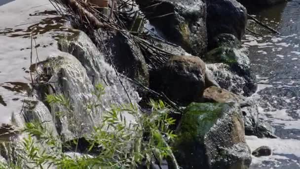 Água Caindo Cachoeira Floresta — Vídeo de Stock