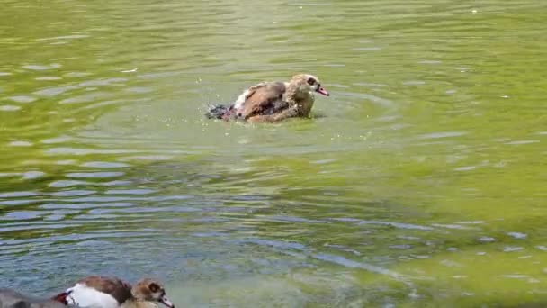 Red Billed Brown Duck Swimming Grooming Lake — Stock Video