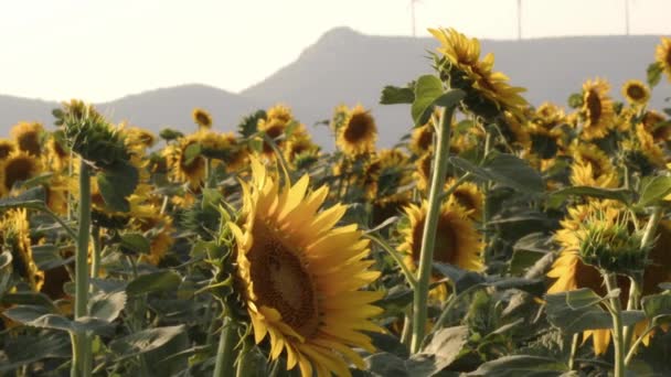 Sonnenblumen Schwanken Langsamen Wind Auf Dem Feld — Stockvideo