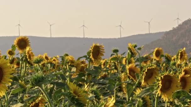 Ayçiçekleri Tarlada Yavaş Rüzgarı Sallıyor — Stok video