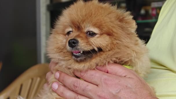 Pomeranian Dog Carefully Inspecting Surroundings Human Lap — Stock Video