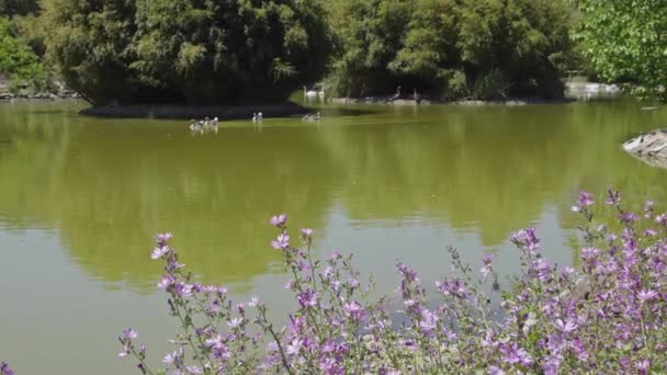 湖中的水鸟与花卉景观 — 图库视频影像