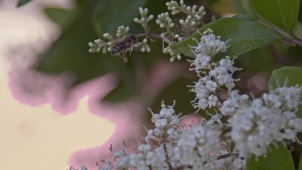 Insecto Abeja Que Toma Polen Flores Blancas — Vídeo de stock