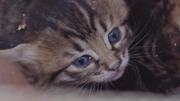 新出世的游牧猫型相机 — 图库视频影像