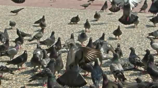 Flock Wild City Pigeons Flying Concrete Floor Footage — Stock Video